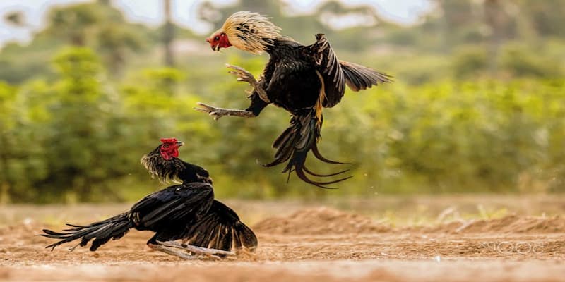 Cách tập luyện cho gà đá bằng phương pháp chạy lồng